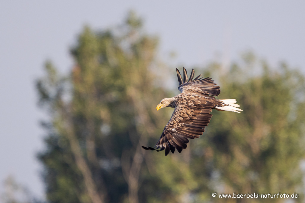 Seeadler