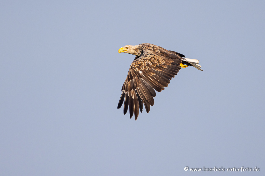 Seeadler