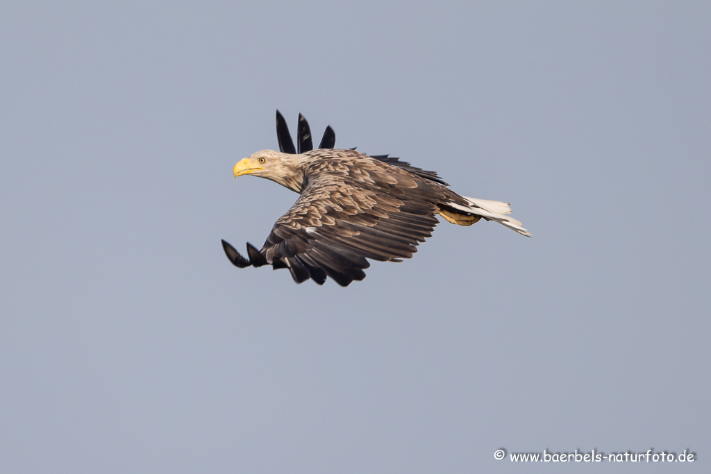 Seeadler