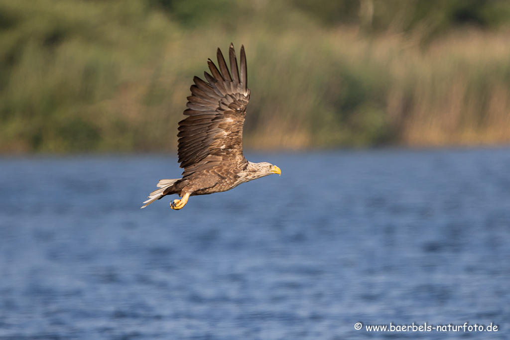 Seeadler