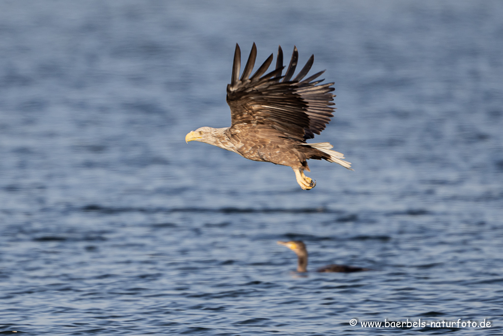 Seeadler