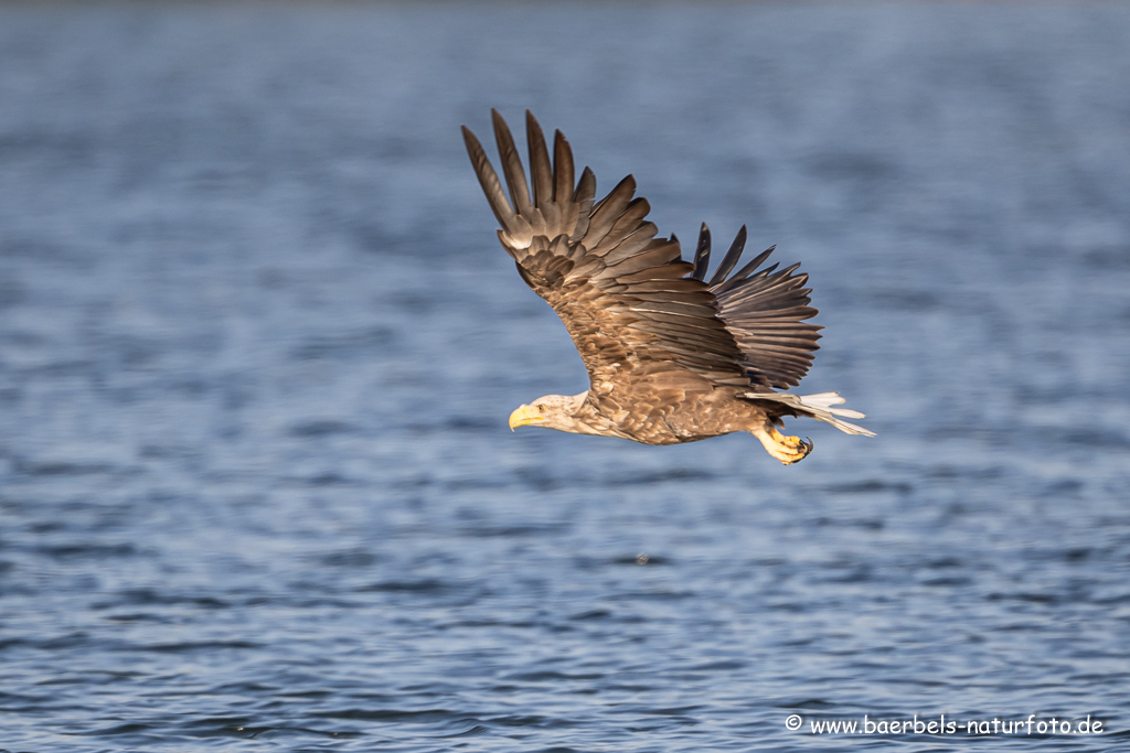 Seeadler