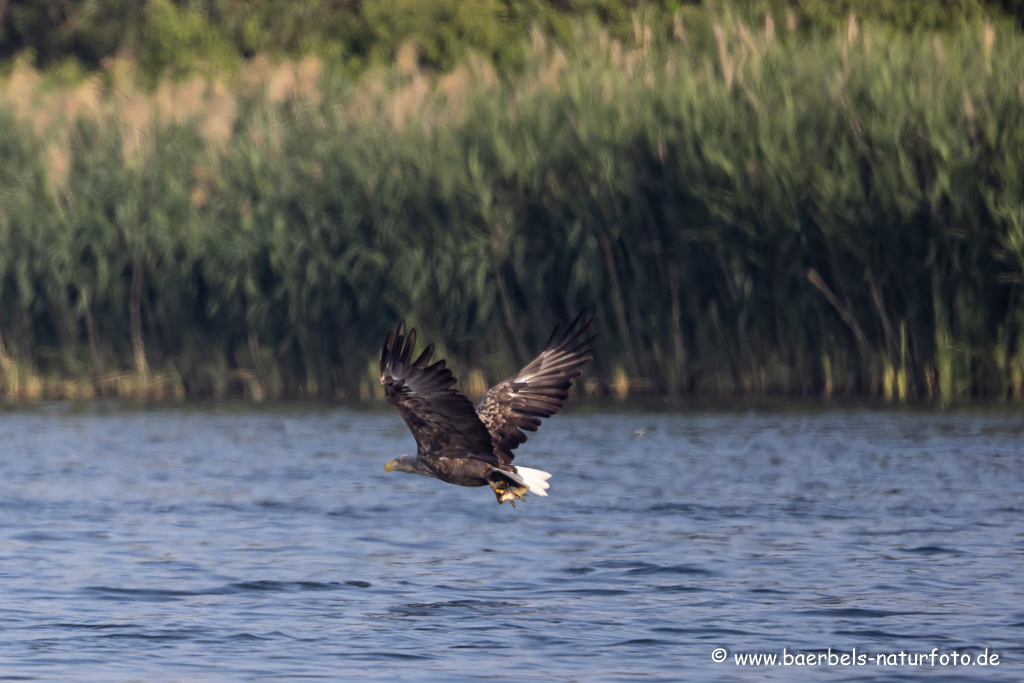 Seeadler