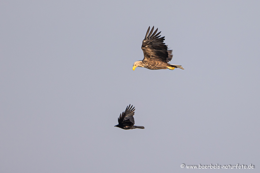 Seeadler