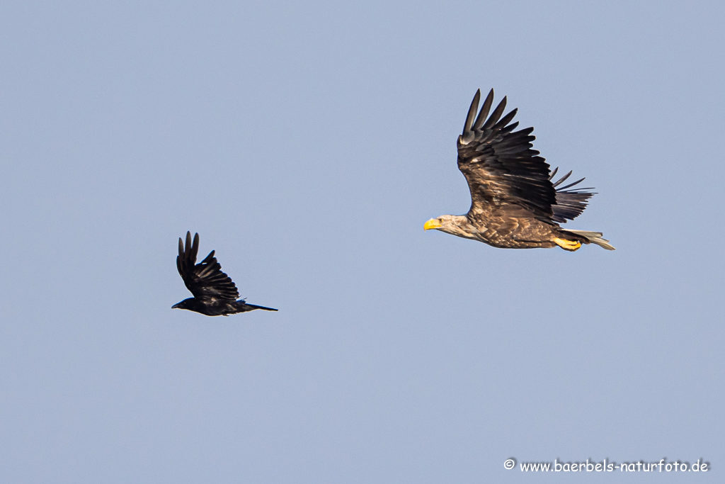 Seeadler