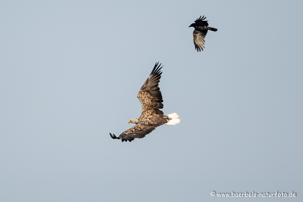 Seeadler