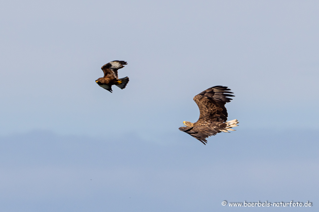 Seeadler