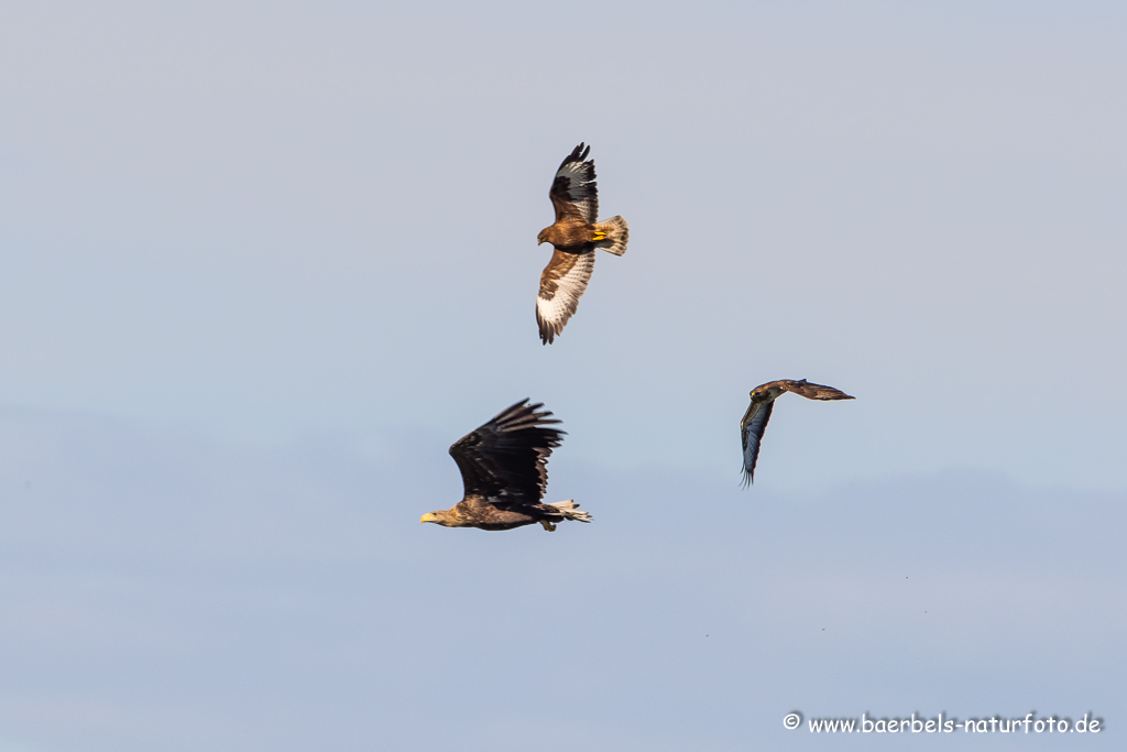 Seeadler