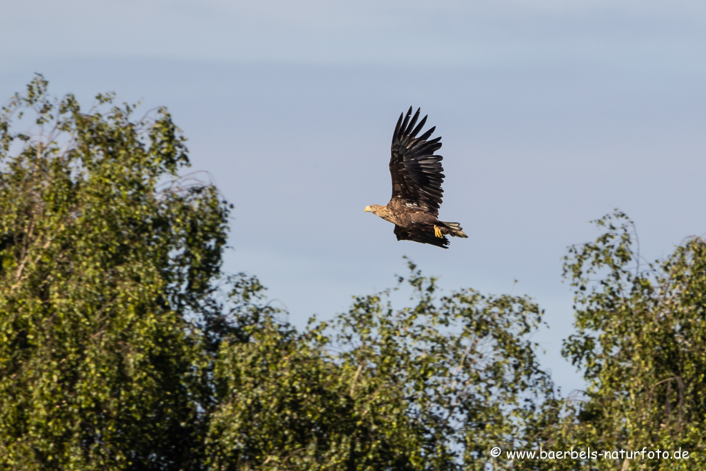 Seeadler