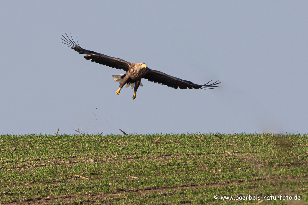 Seeadler