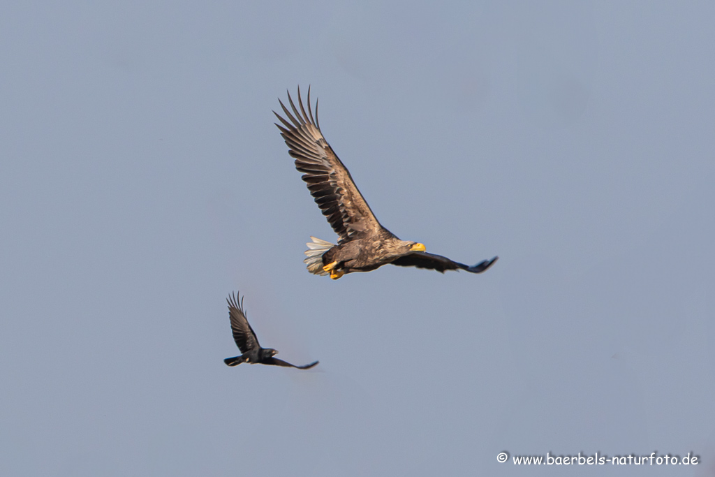 Seeadler