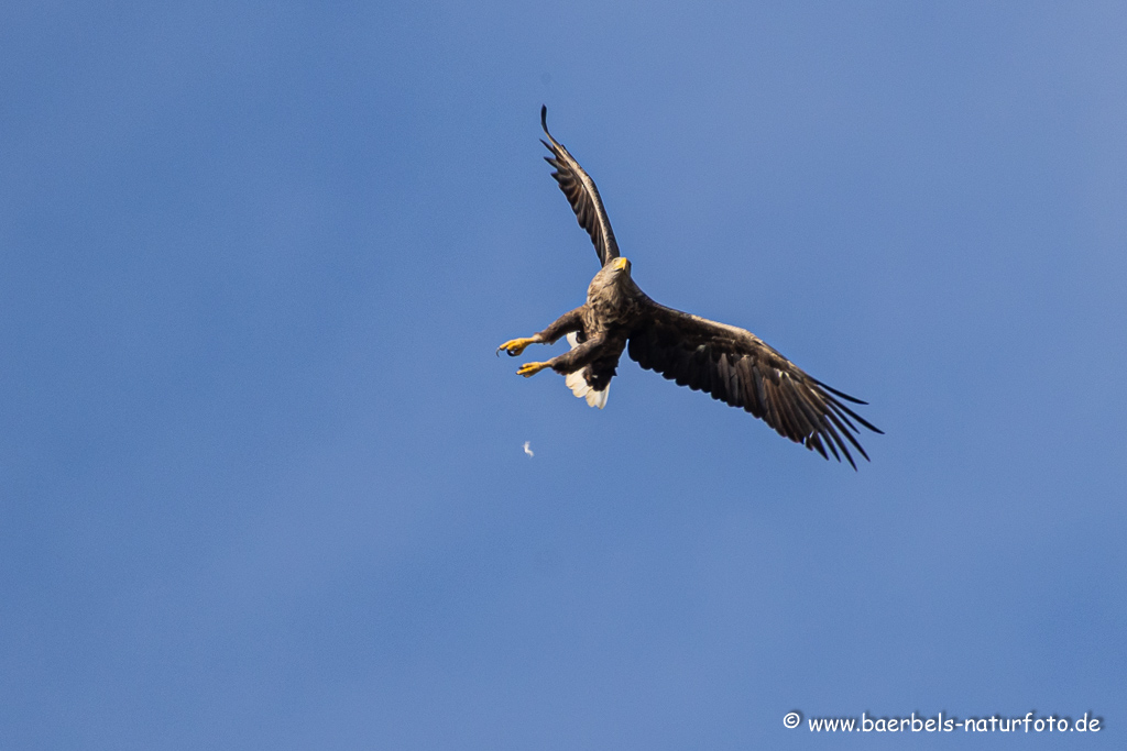 Seeadler