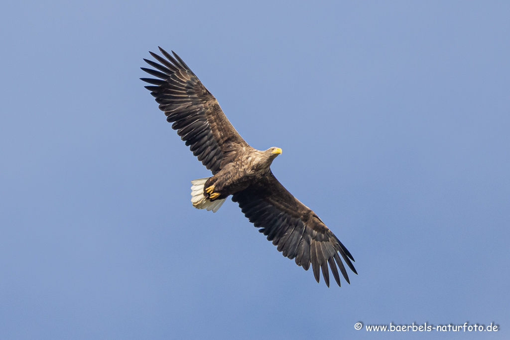 Seeadler