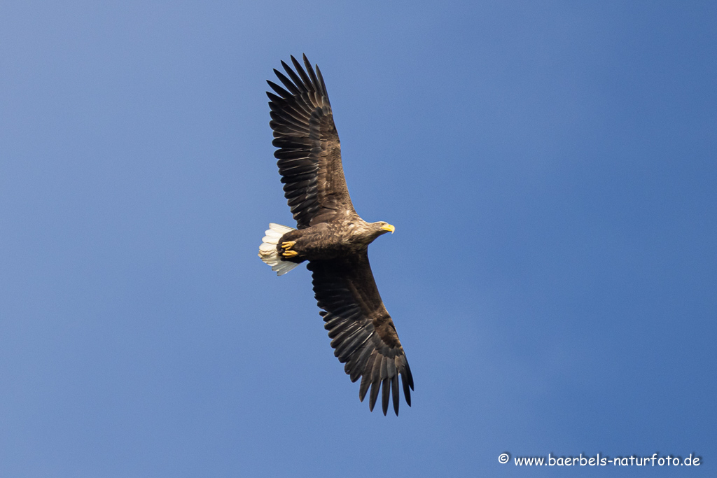 Seeadler