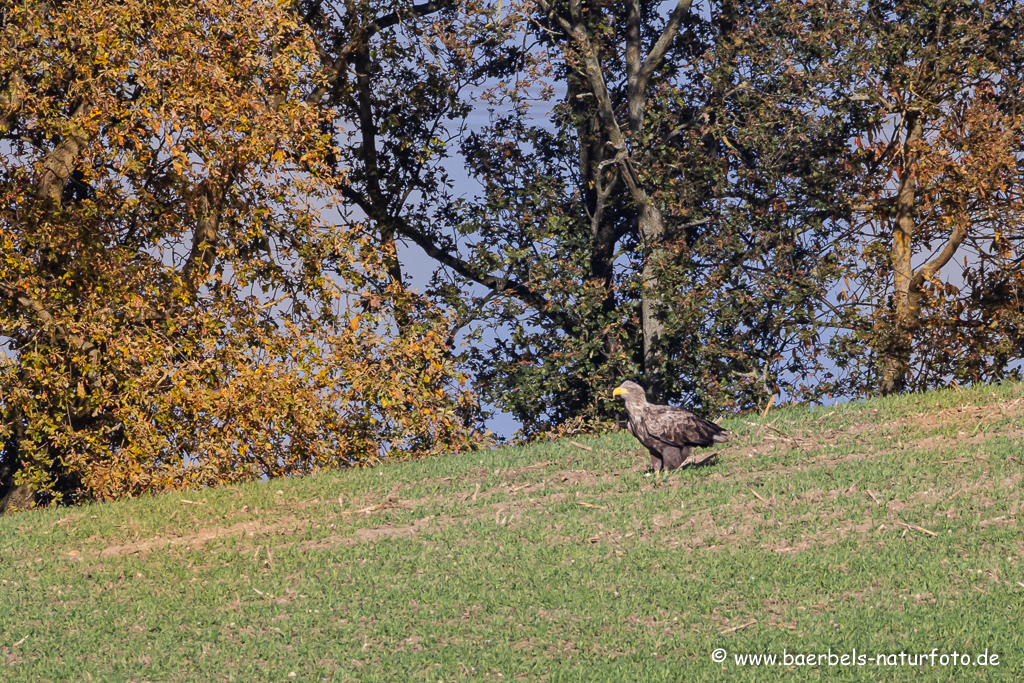 Seeadler