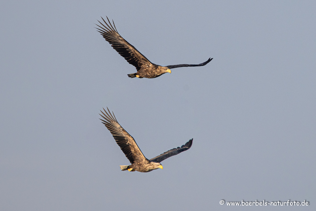 Seeadler