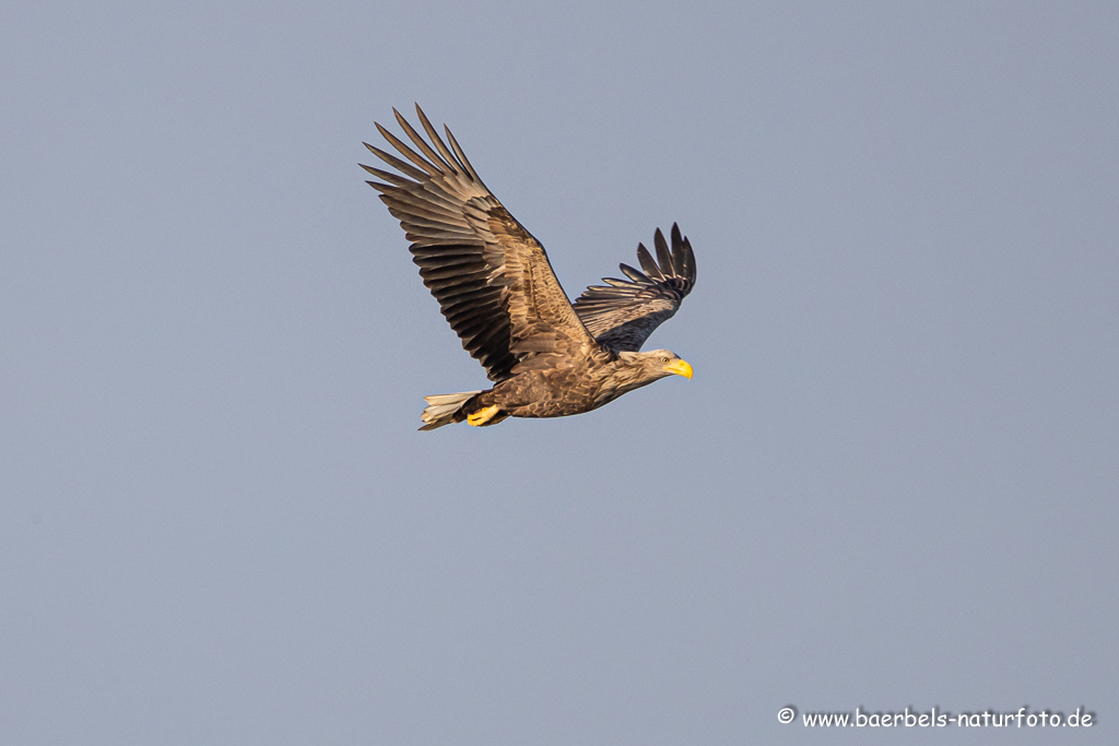 Seeadler