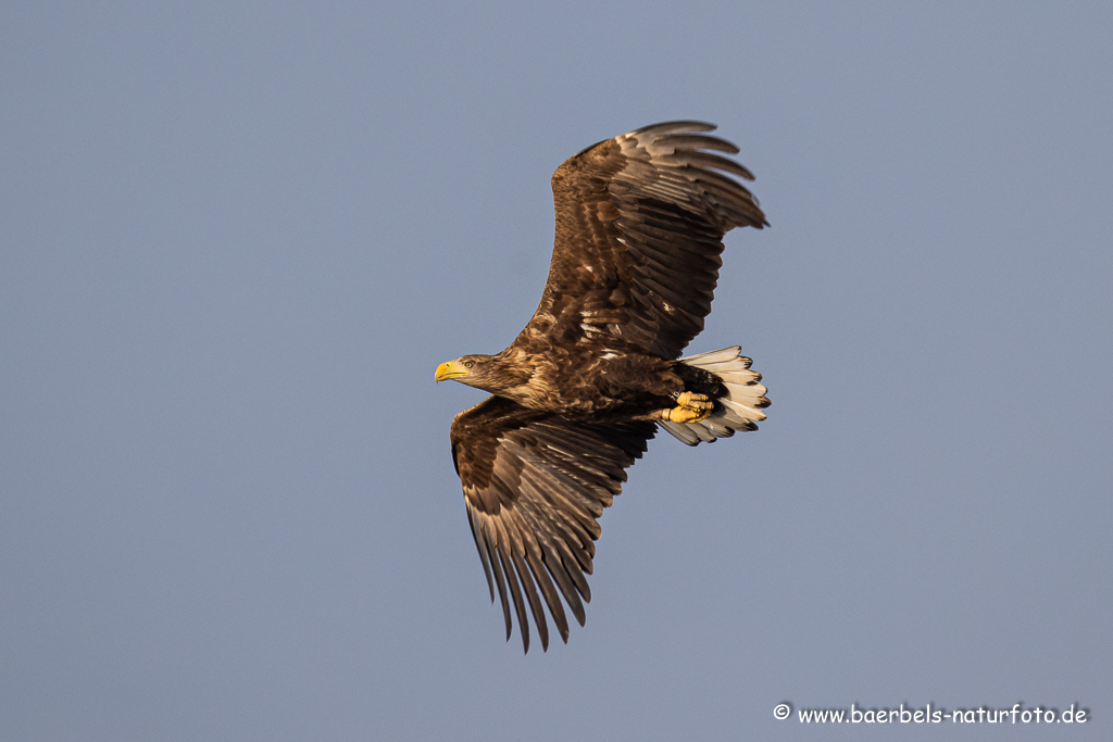 Seeadler