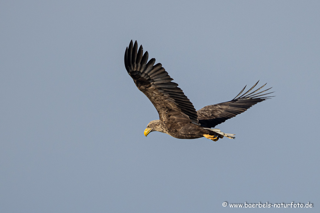 Seeadler