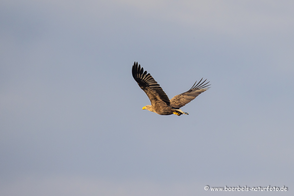 Seeadler