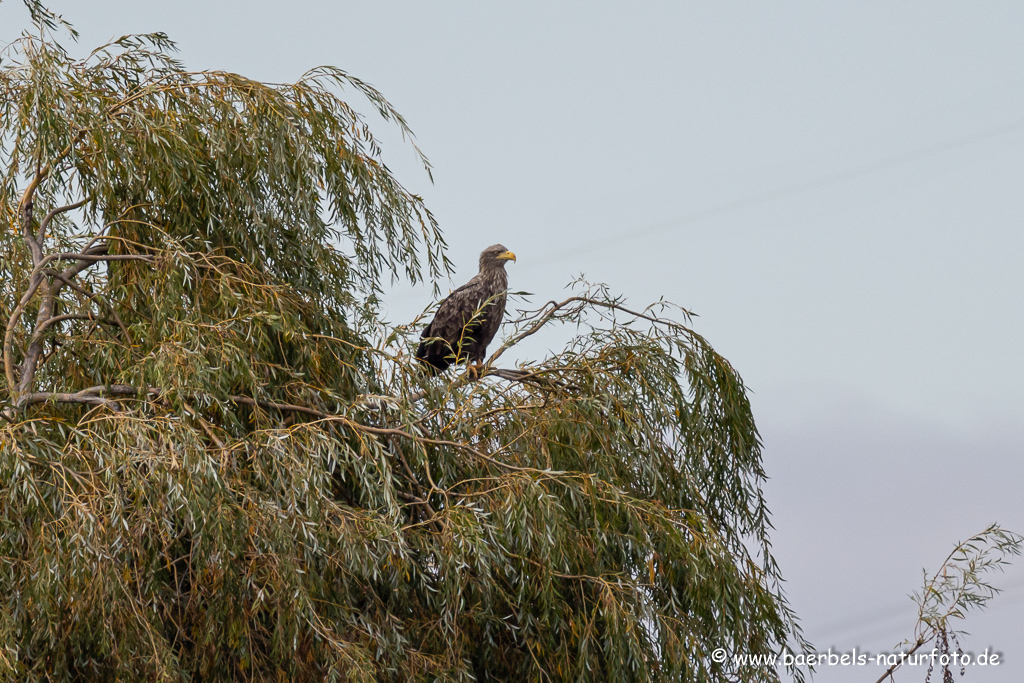 Seeadler