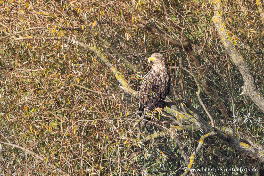 Seeadler