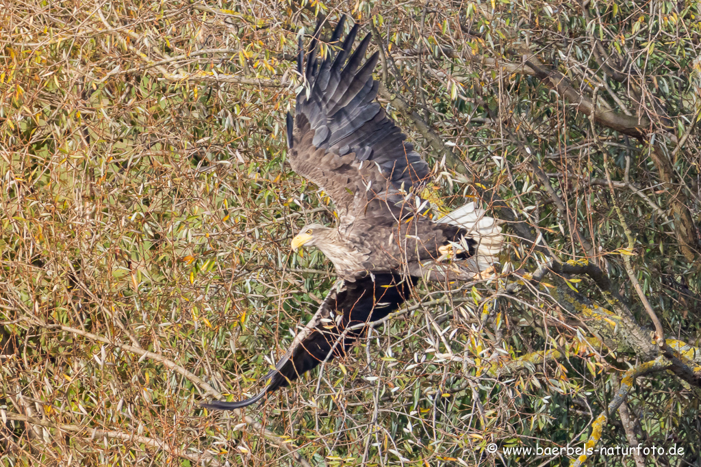 Seeadler