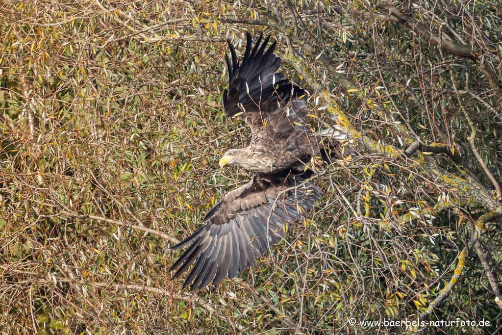 Seeadler