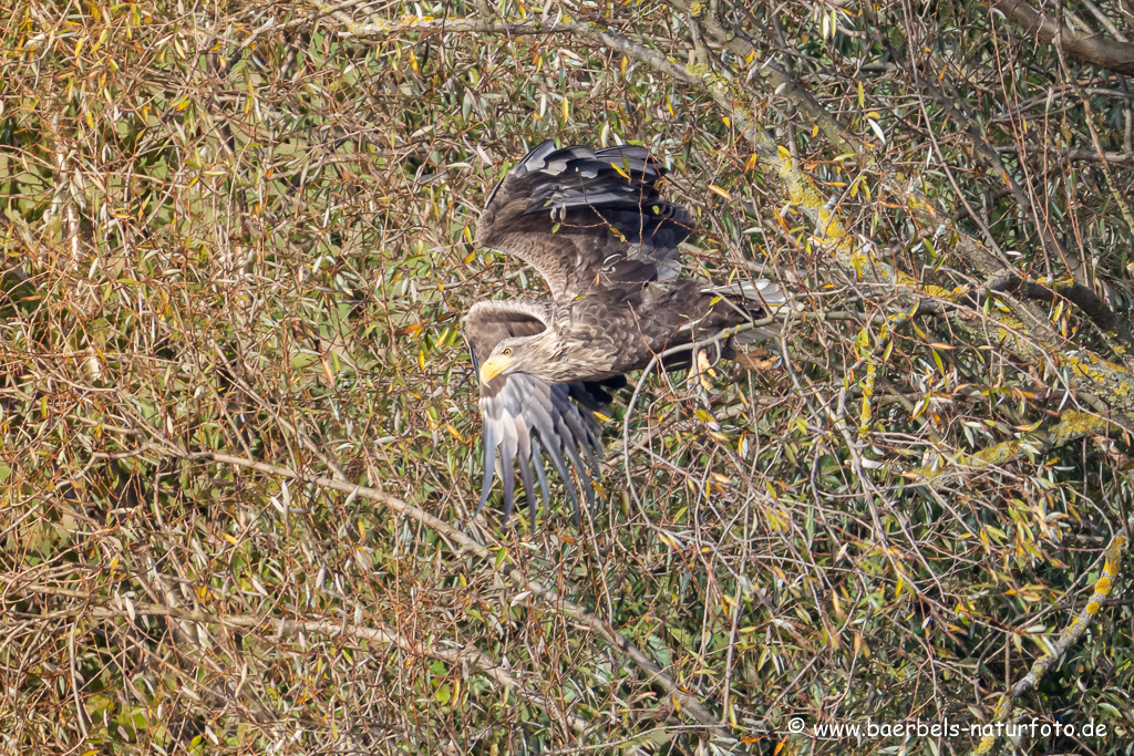 Seeadler