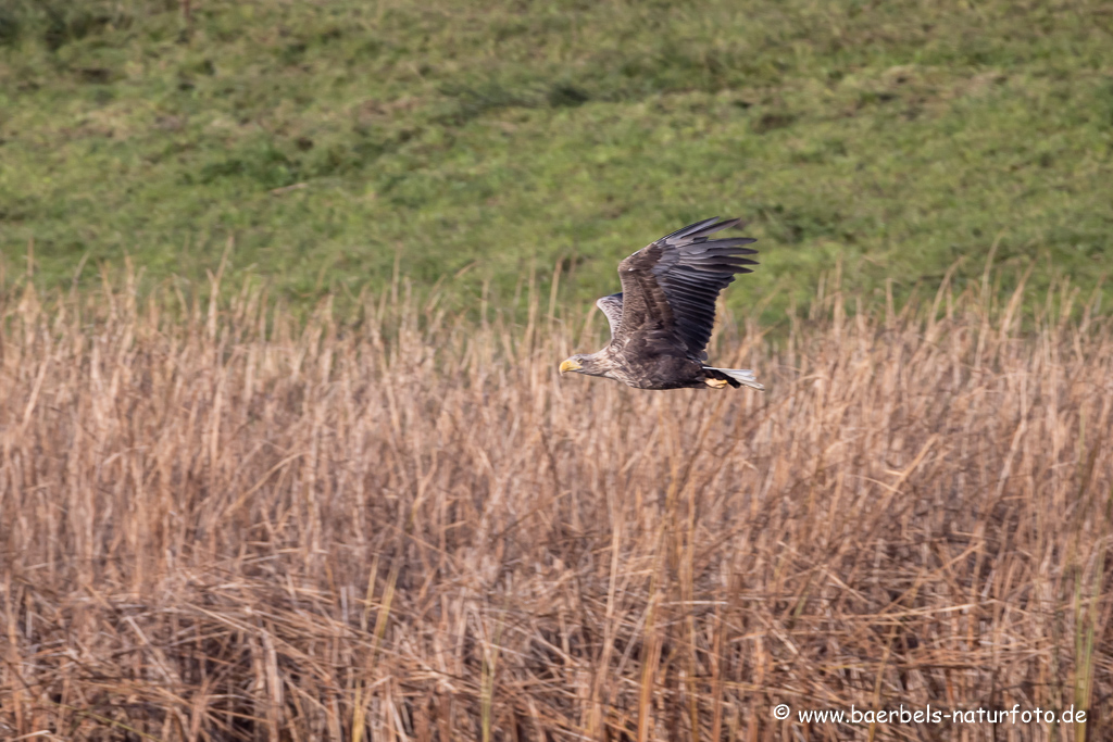 Seeadler