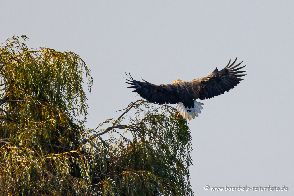 Seeadler