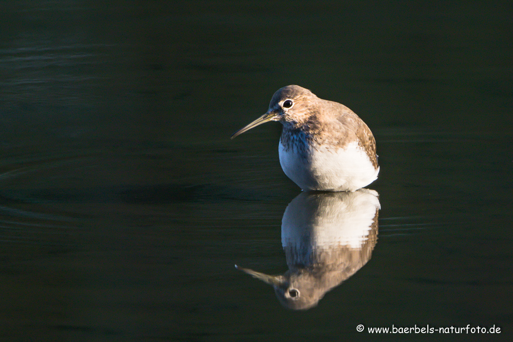 Waldwasserläufer