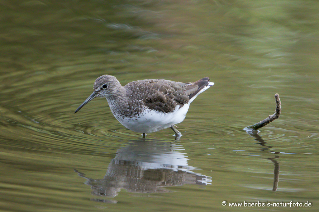 Waldwasserläufer