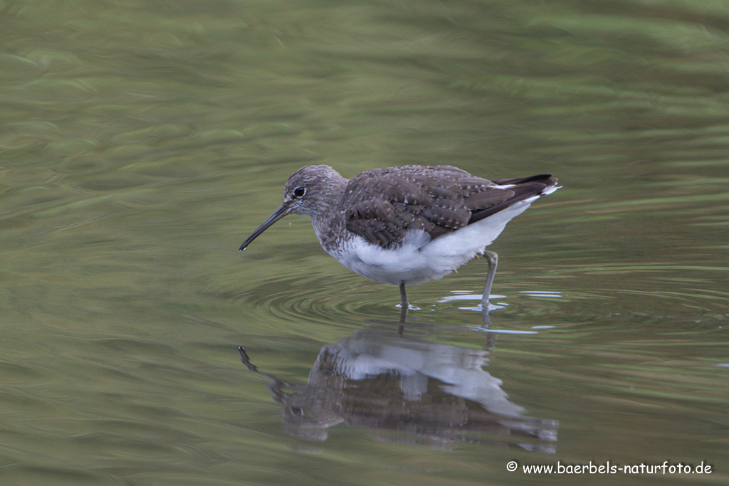 Waldwasserläufer