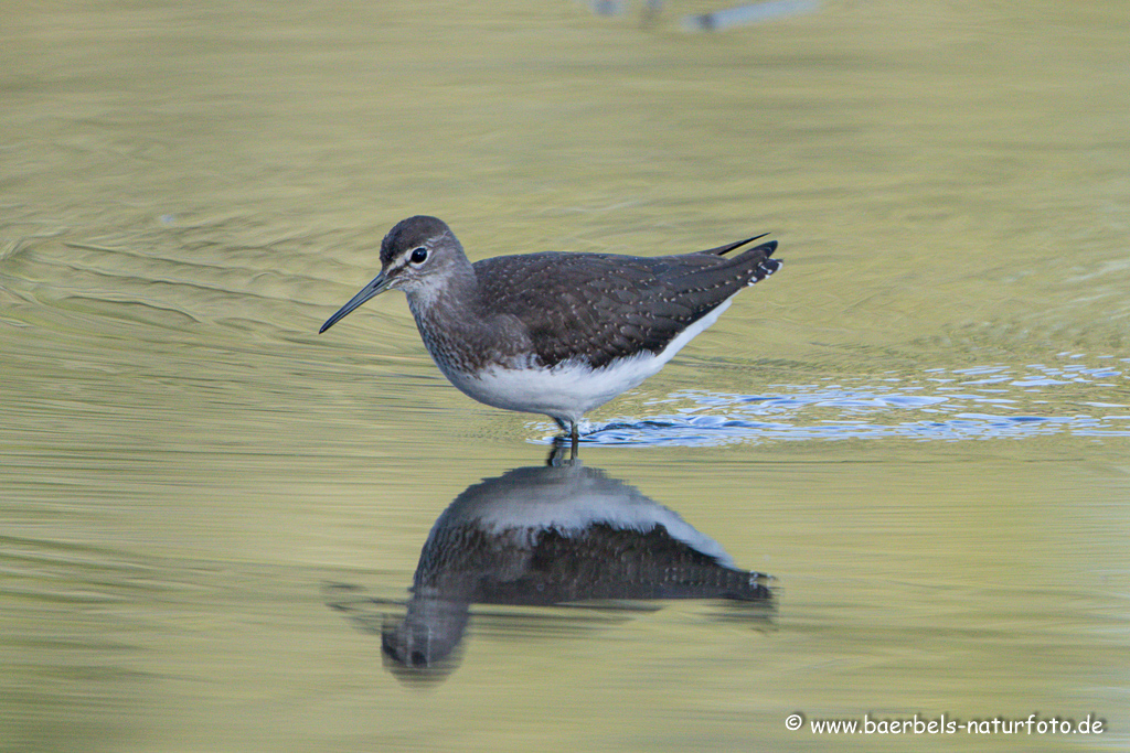 Waldwasserläufer