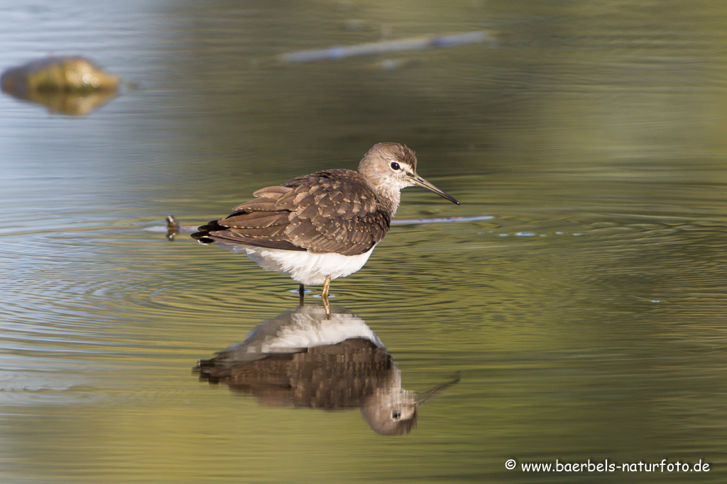 Waldwasserläufer