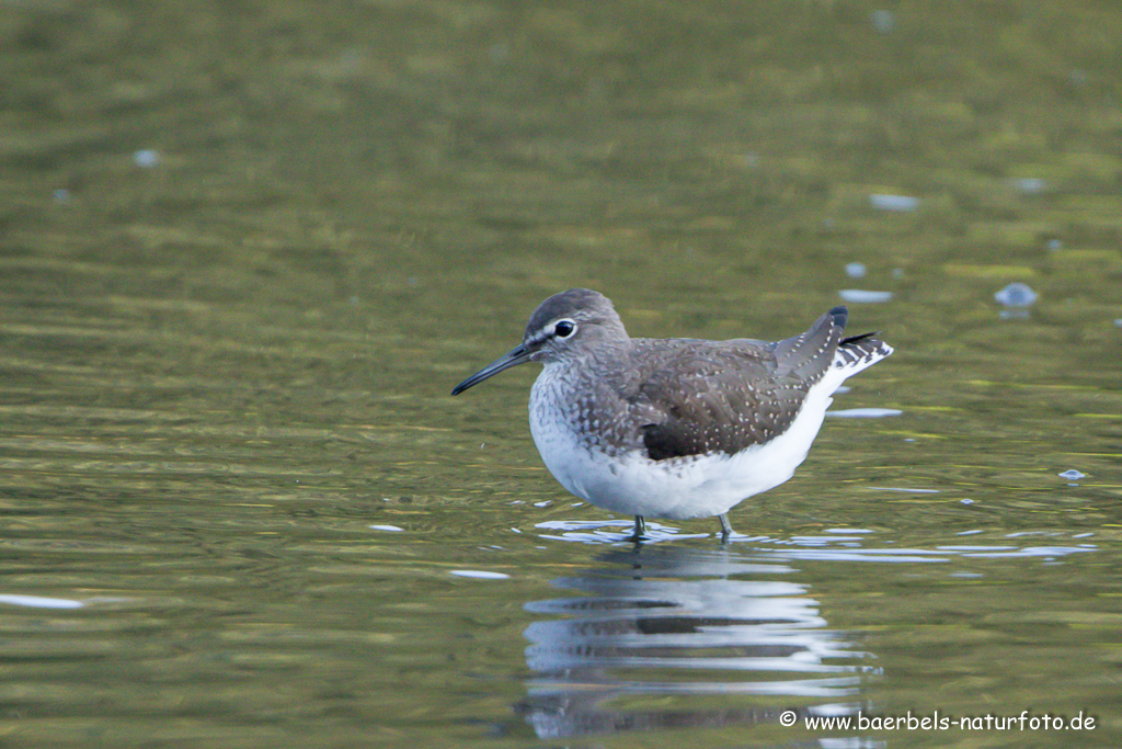 Waldwasserläufer