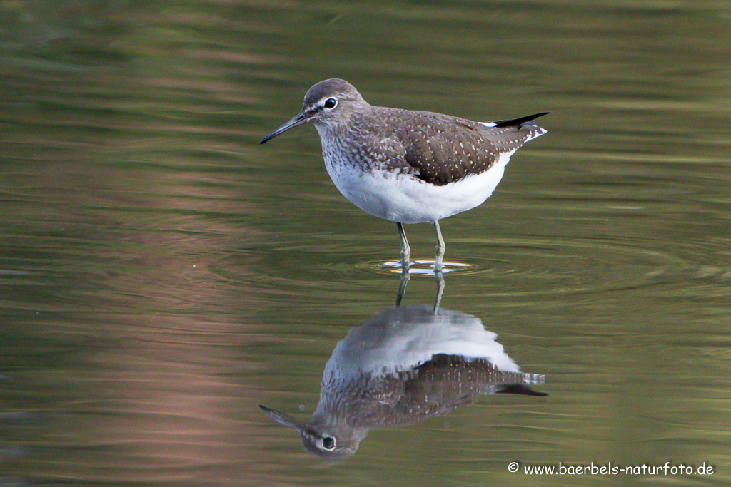 Waldwasserläufer