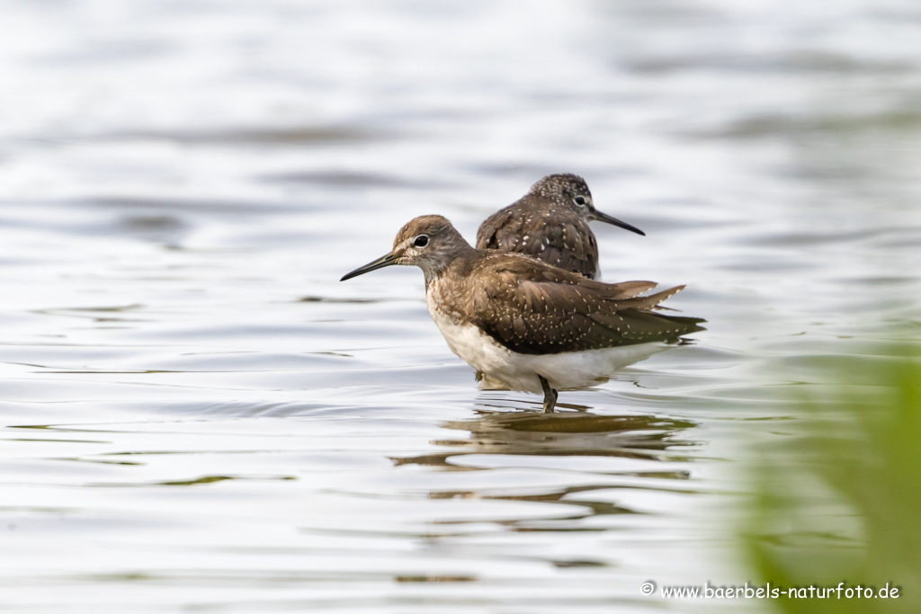 Waldwasserläufer