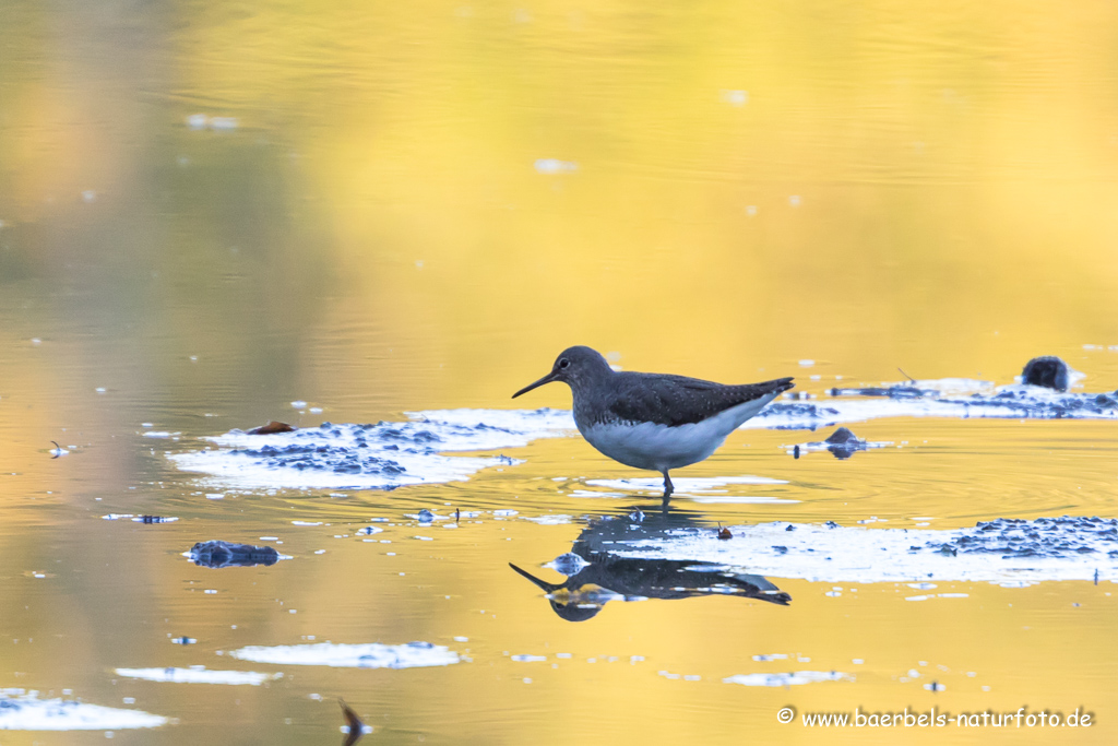 Waldwasserläufer