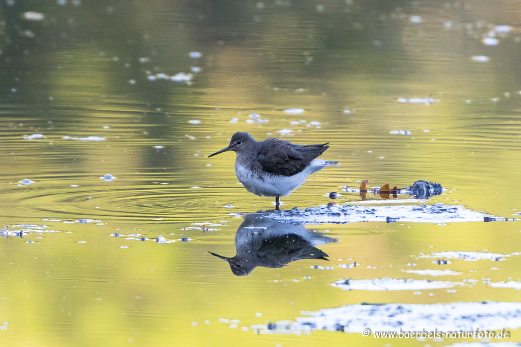 Waldwasserläufer