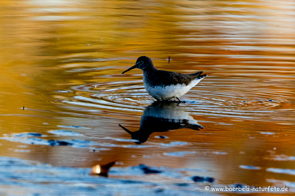 Waldwasserläufer