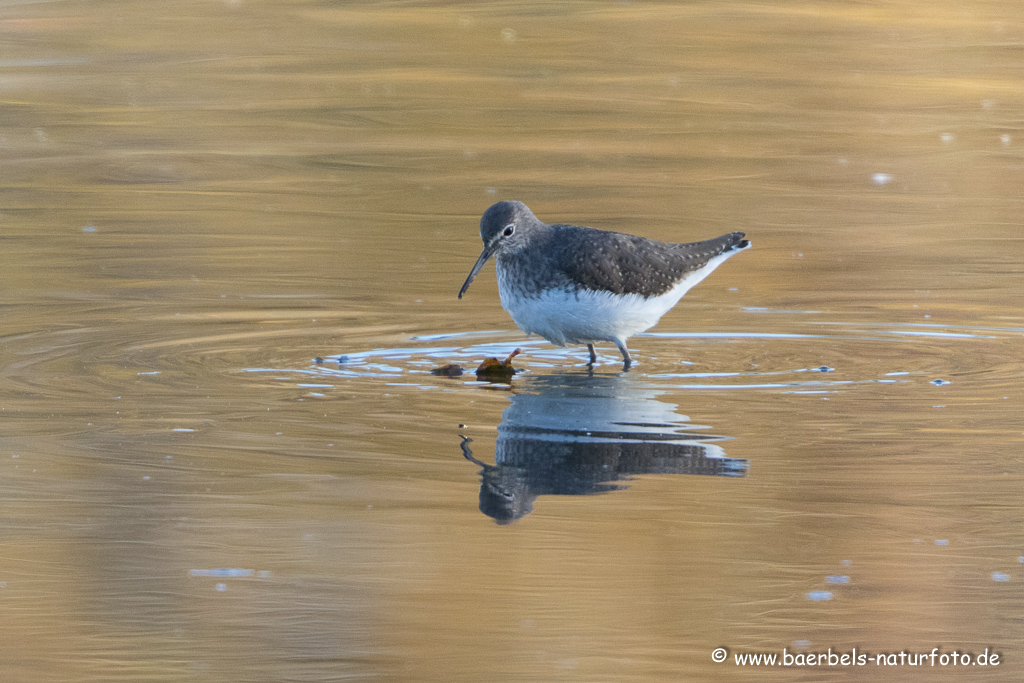 Waldwasserläufer