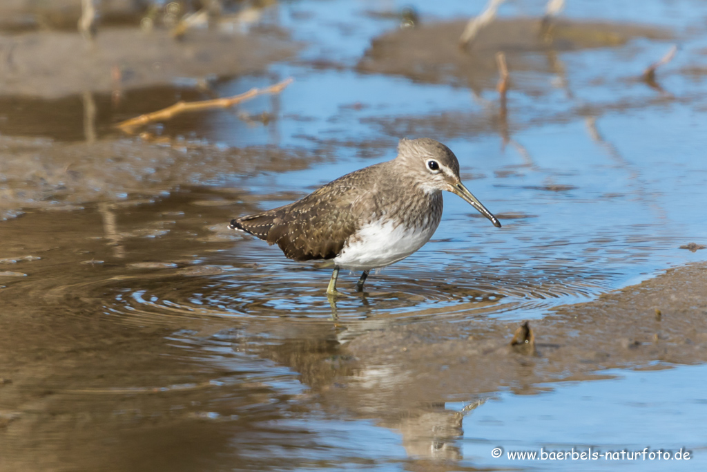 Waldwasserläufer