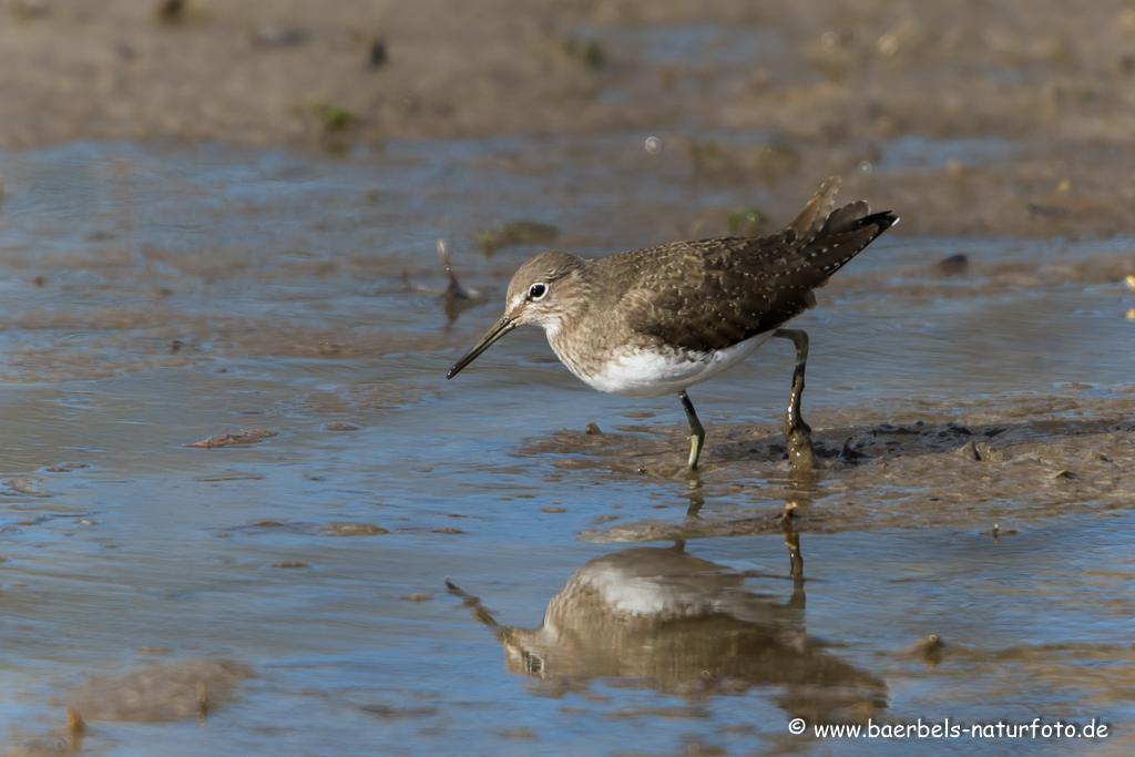 Waldwasserläufer