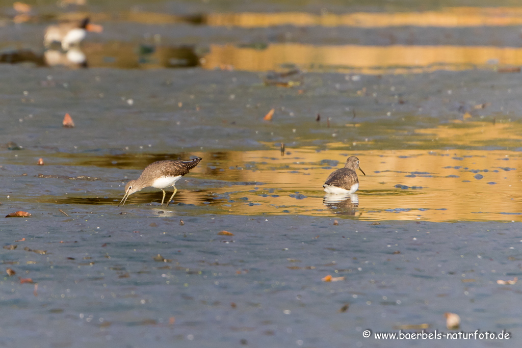 Waldwasserläufer