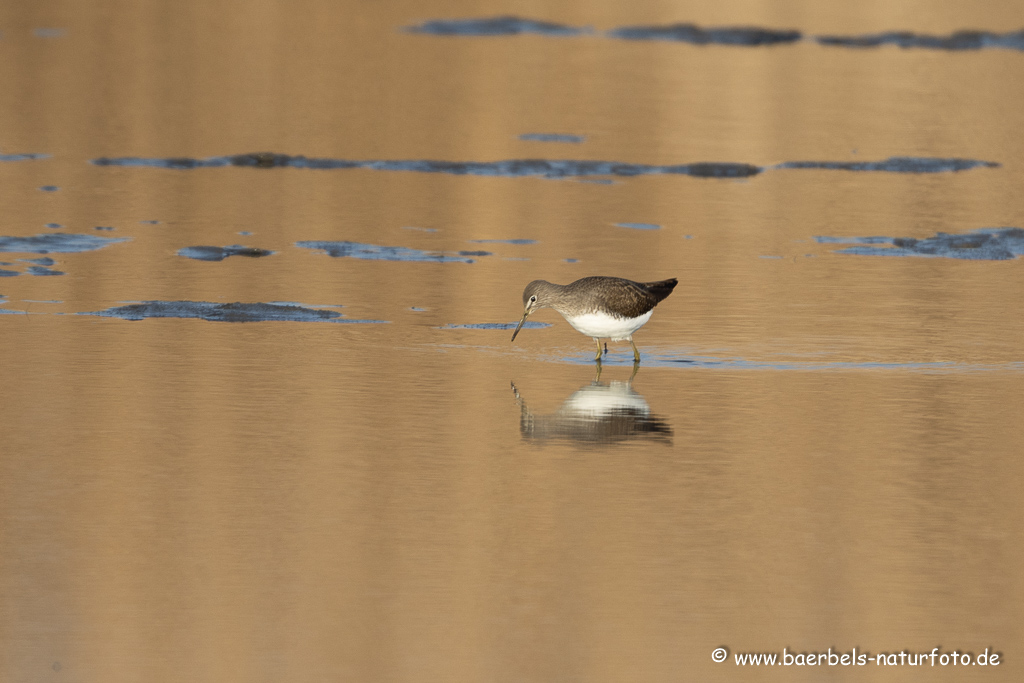 Waldwasserläufer