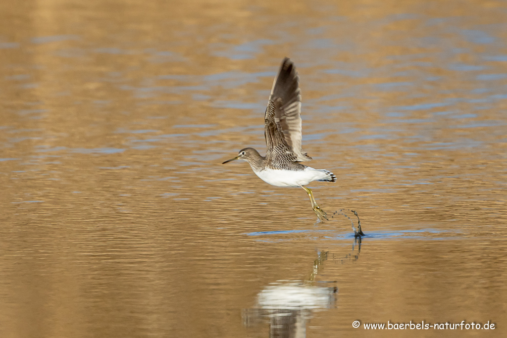 Waldwasserläufer