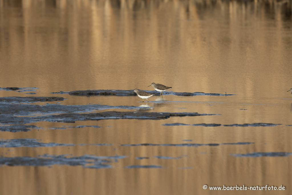 Waldwasserläufer