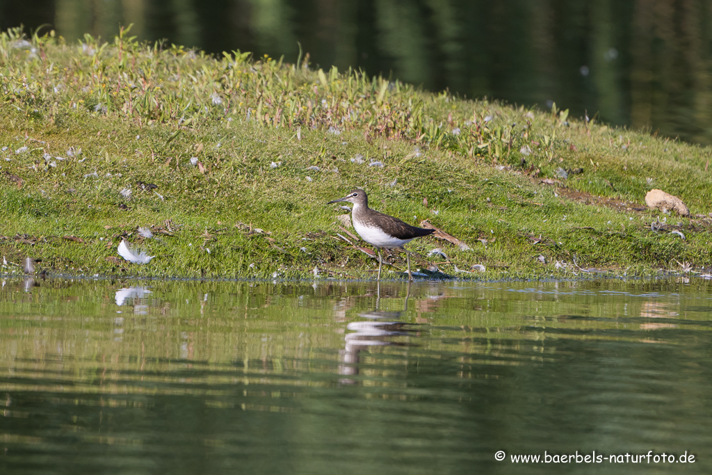 Waldwasserläufer